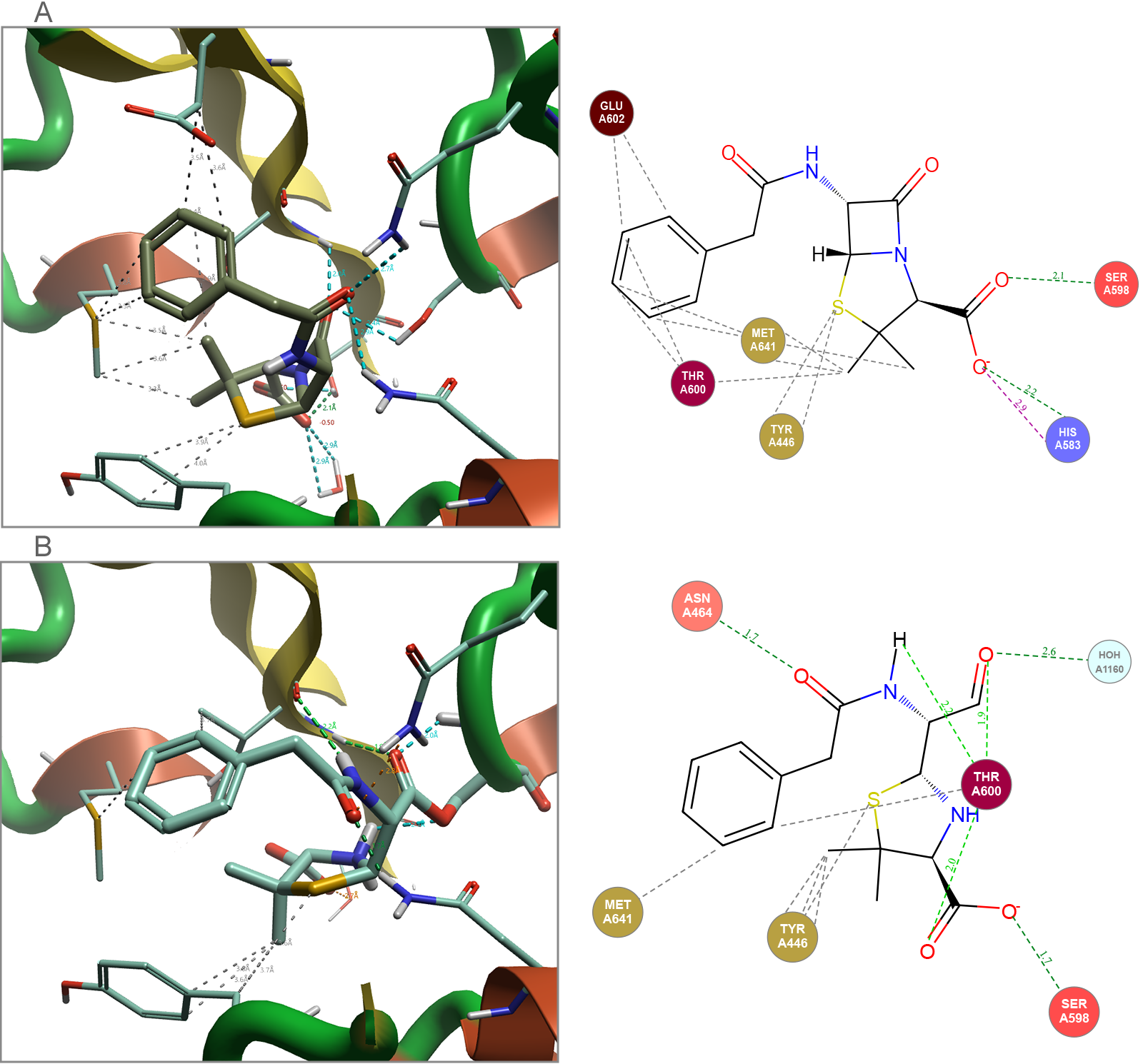 Figure 2 Penicillin G bound to Staphylococcus aureus (1MWT)